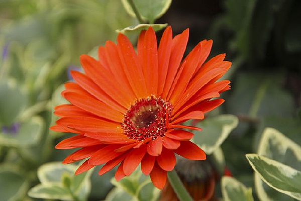 ��ɫ����