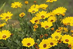 ��ɫ����