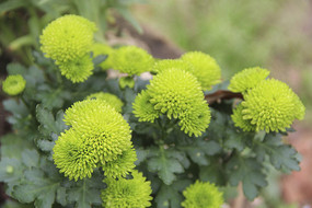 ��ɫ��ڻ���