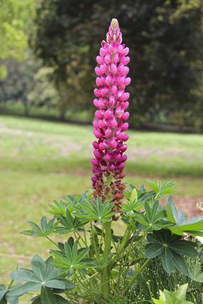 ��Ҷ���з�ɫ����