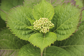 ��Ҷ��ʵ����