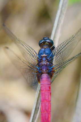 �����ĺ�����