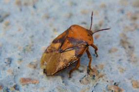 ���еĳ�ƨ��