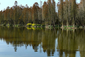 ˮ��ɭ�ֵĵ�Ӱ