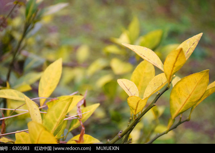 ������ҶͼƬ