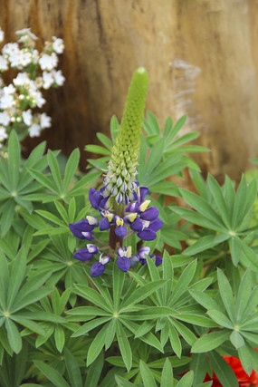 ��ɫ����