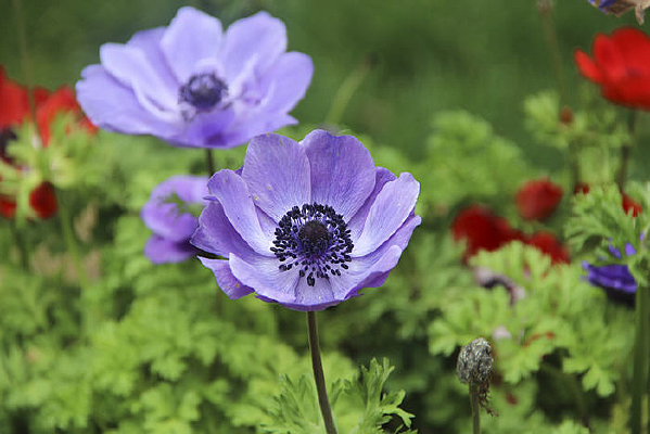 ��ɫ����