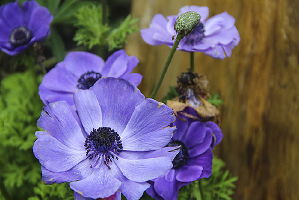 ��ɫ����