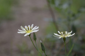 ��ɫ����