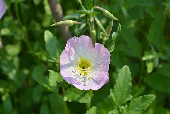 �ۺ�ɫ�Ļ���