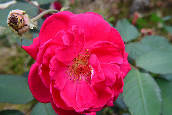 �ÿ���õ�廨