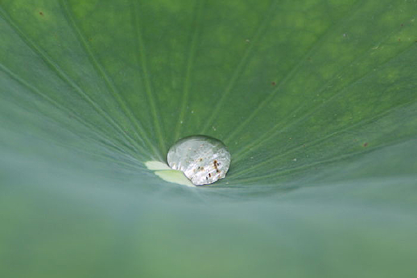 ��Ө��¶��