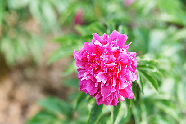 ���޵���ҩ��