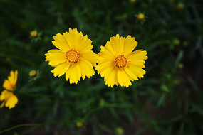 ������ľ�