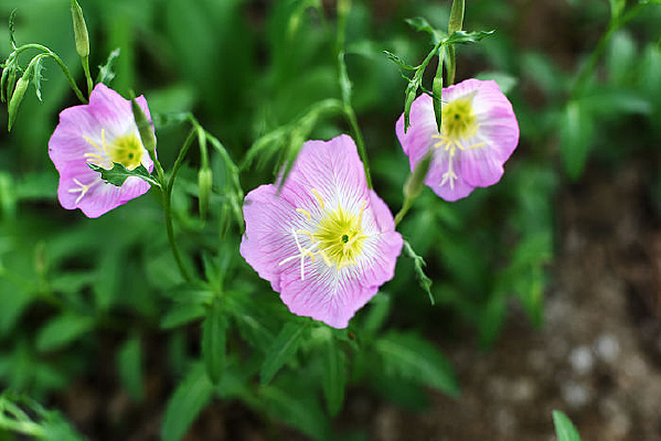 ���������¼�