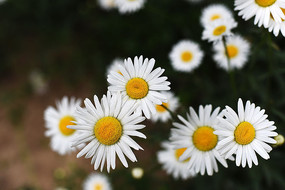 ʢ���Ĵ����