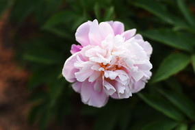 ʢ������ҩ��