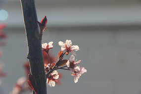 ��֦�ϵ��һ�