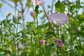 ���޵Ļ���