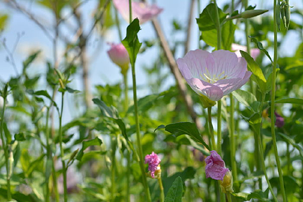 ���޵Ļ���