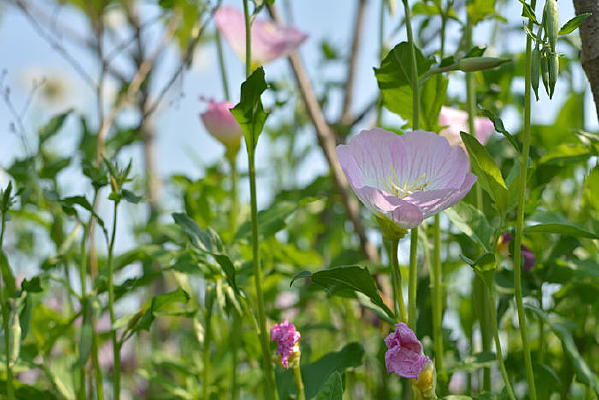 ���޵Ļ���