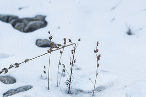 ѩ���ϵĿݲ�