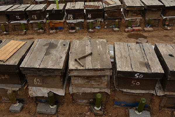 ����䳲����