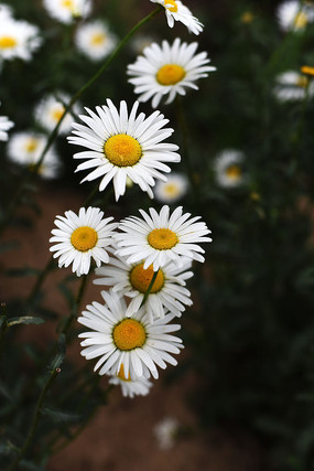 大濱菊