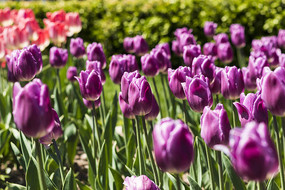 ��ɫ�漣������