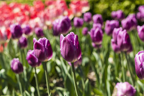 ��ɫ�漣�����㻨��