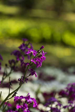 ��ɫ��ɫ����֦