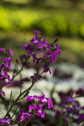 ��ɫ��ɫ��ʢ��