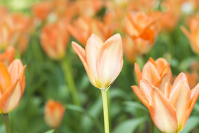 ����ۻ�Ա�����㻨��