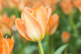 ����ۻ�Ա�����㻨��