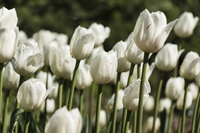 ��ɫ���������㻨��