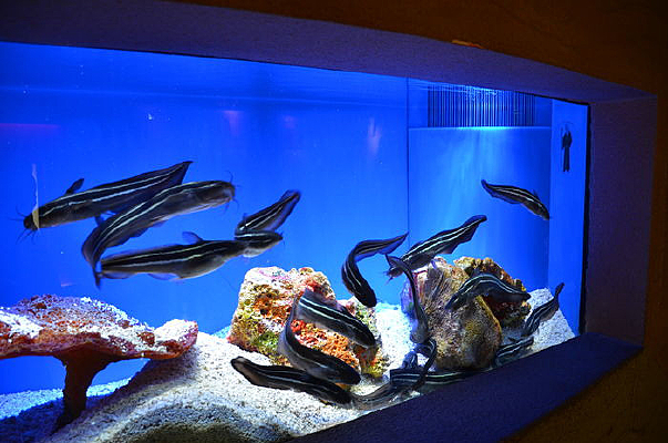 ������ͼ