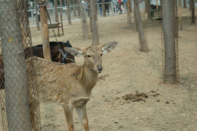 ��Ƥ��÷��¹