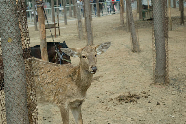 ��Ƥ��÷��¹