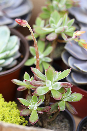 ���⿪���ڽڸ�