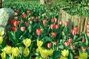 ��ɫ���ɫ������