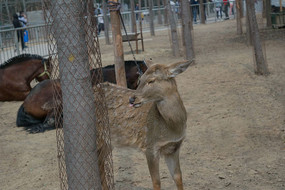 �ɰ���÷��¹