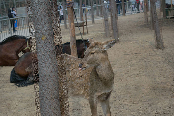 �ɰ���÷��¹