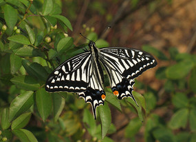 ����Ҷ�ϵĸ��ٷ��