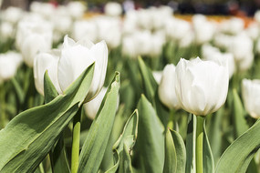 �λ����������㻨��