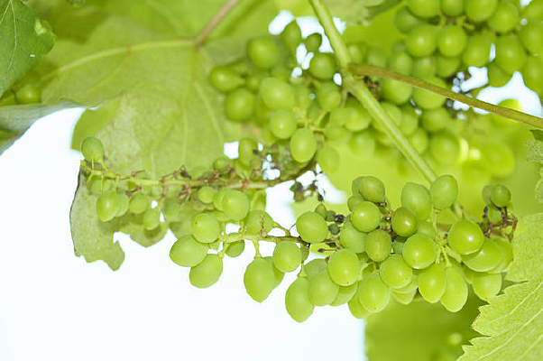 һ�����������