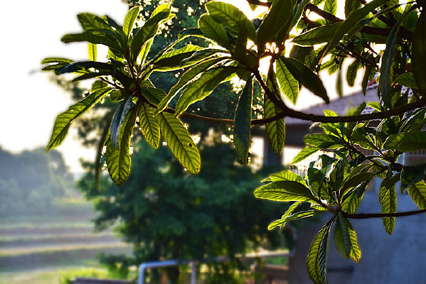 ������Ҷ