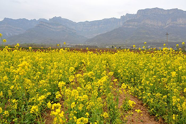 ̫��ɽ�µ��Ͳ˻���