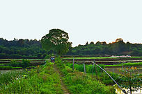 ��԰����