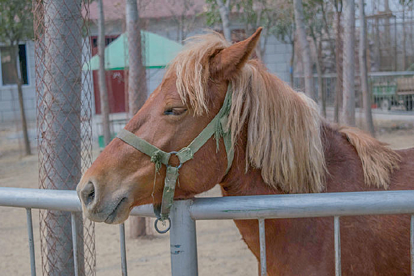 Χ�������