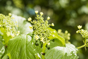 ���򻨻���